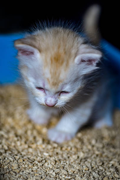 istock sibirian cat young kitten in a swedish home 1188392344