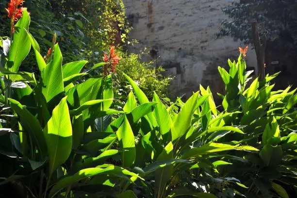 This is the floweringcanna lily.