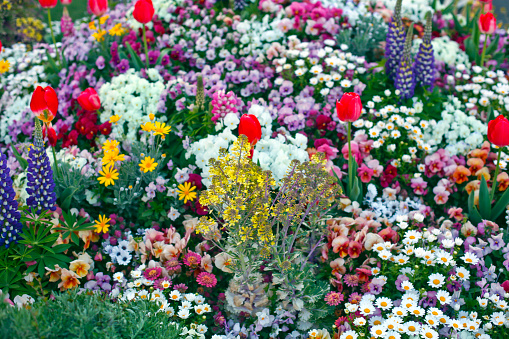 Yokohama, Kanagawa Prefecture, Japan - April 13, 2019: Various flowers at Yamashita Park.