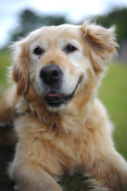 Portrait of Elegant Old Female Golden Retriever stock photo