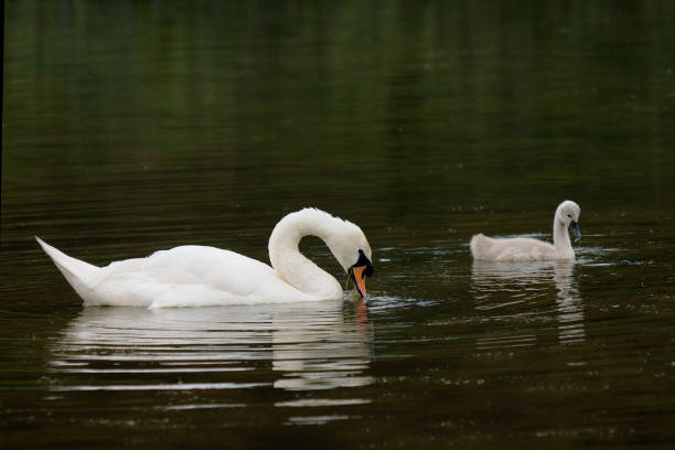 istock A Mute Swan feeds alongside its young cygnet 1188396799
