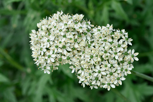 White Elder Flower