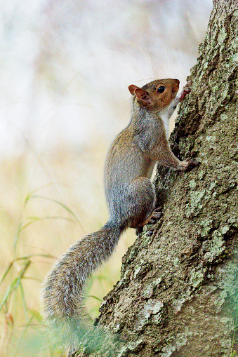 A Grey Squirrel (Sciurus carolinensis) climbs an old tree trunk in Oxfordshire