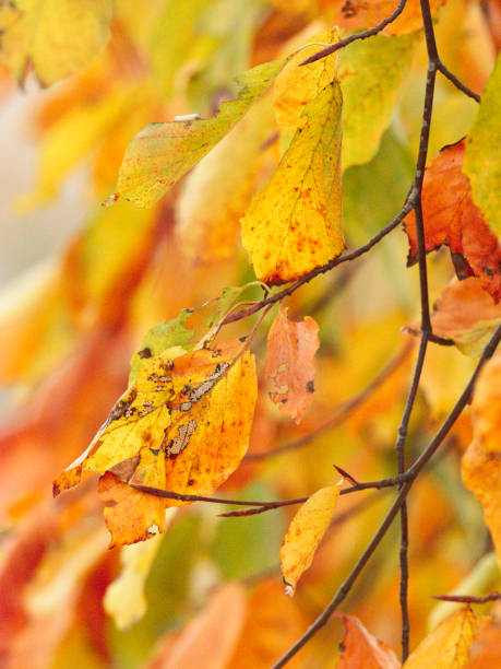 A riot of European Beech (Fagus sylvatica) leaves in autumn