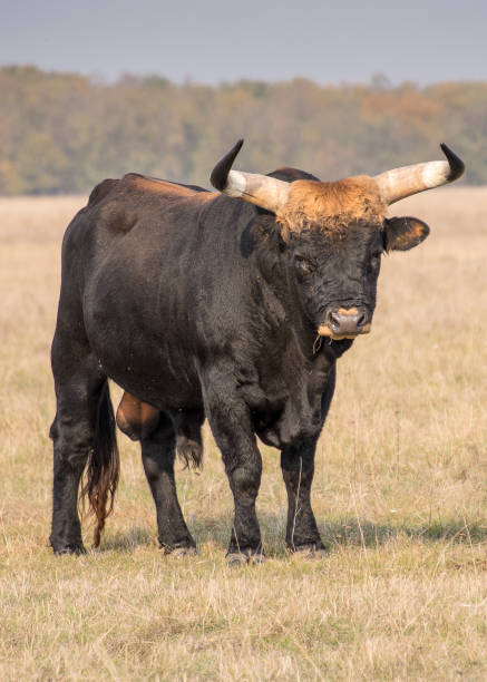 istock bullock nature animal 1188397184