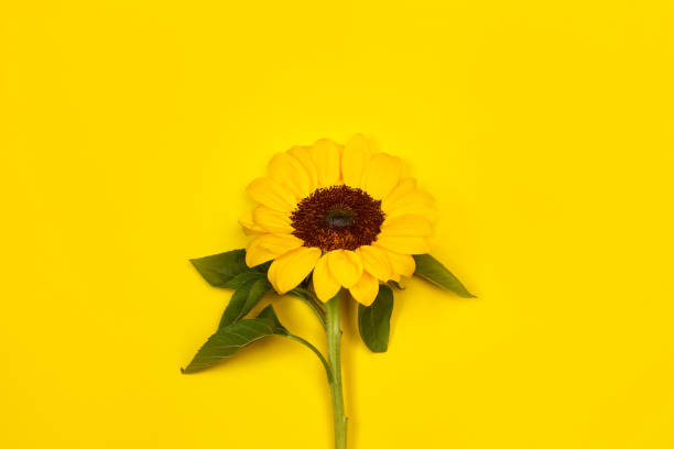 istock Sunflower on a yellow background 1188398380