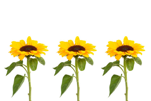 istock Sunflowers on a white background 1188398807