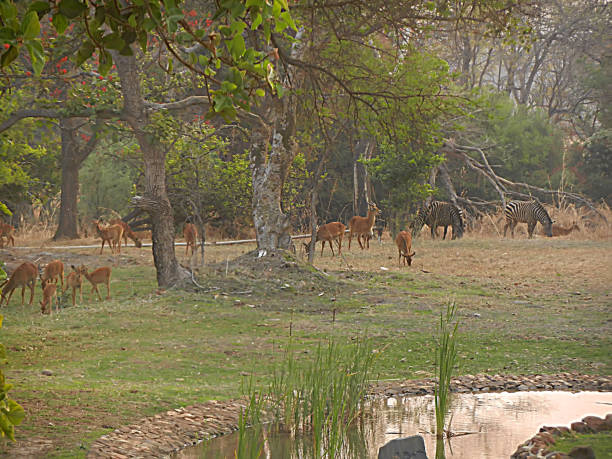 istock Antelopes and Zebras in Forest 1188399852