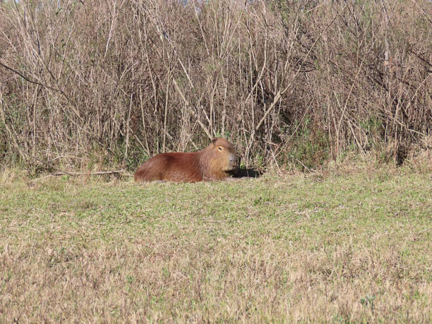 istock Capybara in the Grassy Field 1188400008