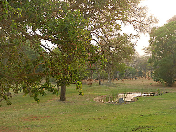 istock Antelopes and Zebras in Forest 1188400137