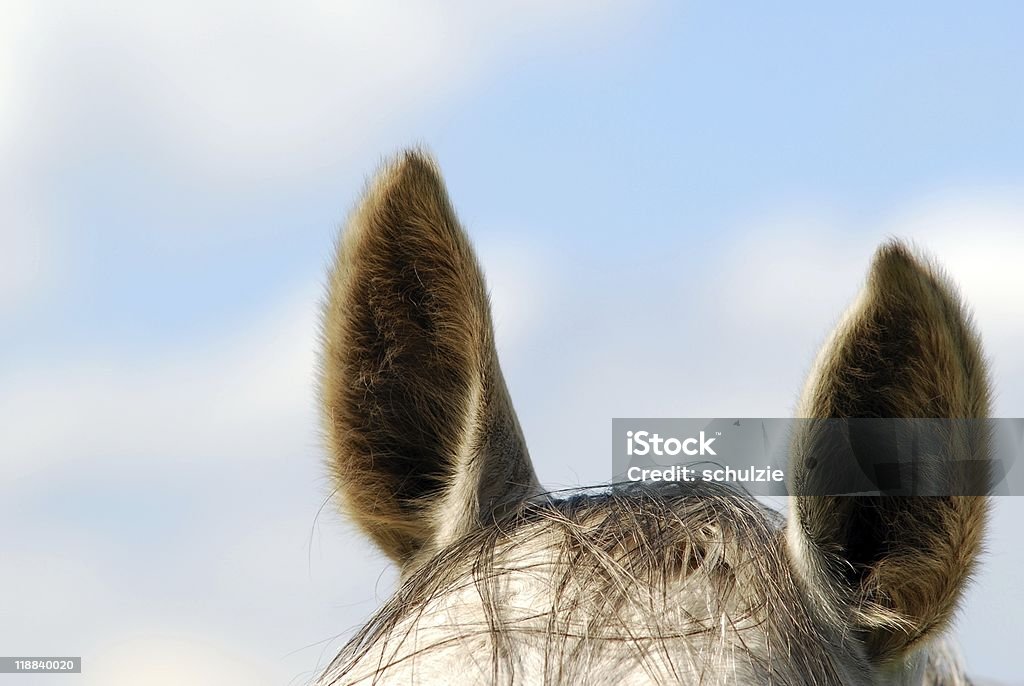 eavesdropper - Photo de Animal femelle libre de droits