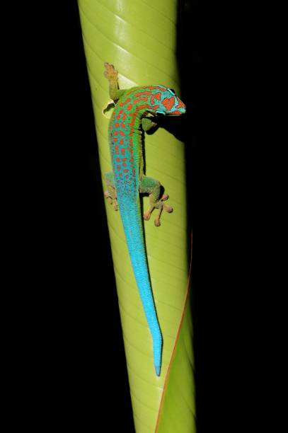 istock Turquoise and green gecko on green folded leaf 1188400518