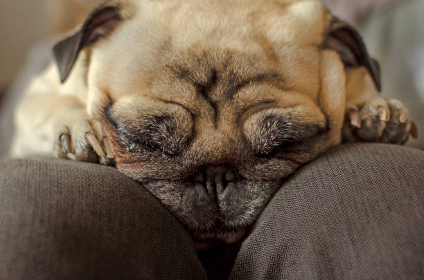 istock dog breed pug sleeping on master's knees 1188401246