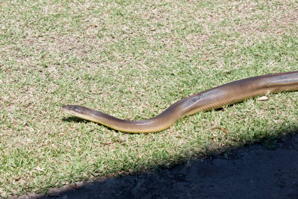 90+ Python Strangle Stock Photos, Pictures & Royalty-Free Images - iStock