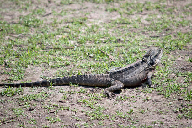 istock this is a side view of a Gippsland water dragon 1188401545