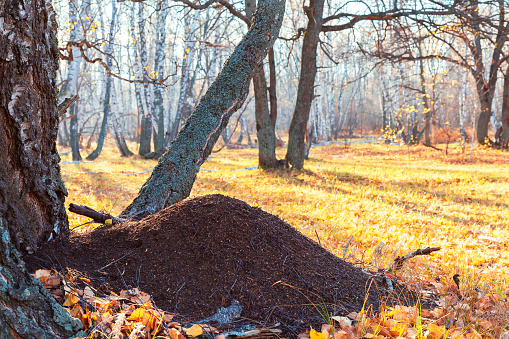 Beautiful bright sunny colorful autumn landscape with an ant hill in the meadow. Morning in the forest among birch trees in nature outdoors in a yellow golden forest in fine warm weather