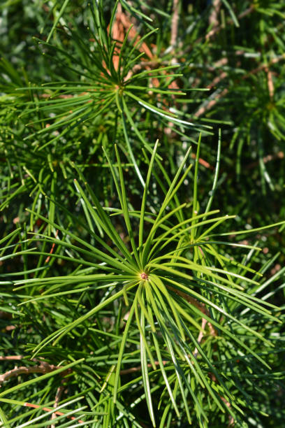 istock Japanese umbrella pine 1188402629