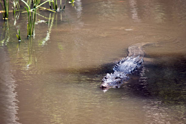 the salt water crocodile is swimming in the water - crocodile alligator australia animal teeth imagens e fotografias de stock