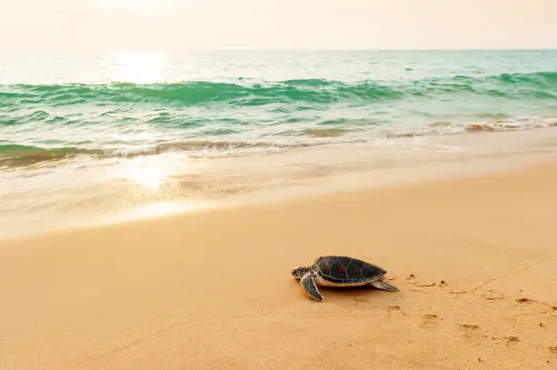 Photo of Green Sea Turtle heading for the ocean on the beach.