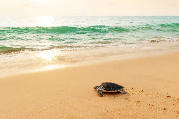 зеленая морская черепаха направляется к океану на пляже. - turtle young animal beach sea life стоковые фото и изображения