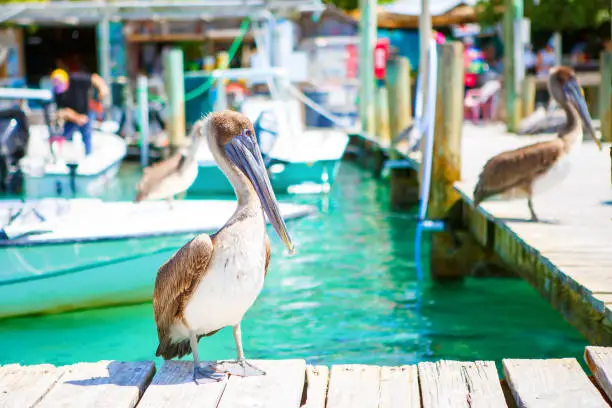 Photo of Big brown pelicans in port of Islamorada, Florida Keys. Waiting for fish at Robbie's Marina.