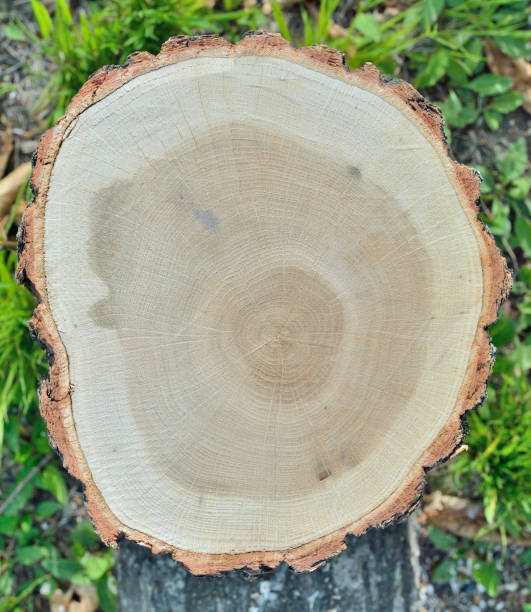 istock Cut of oak 3 1188404832