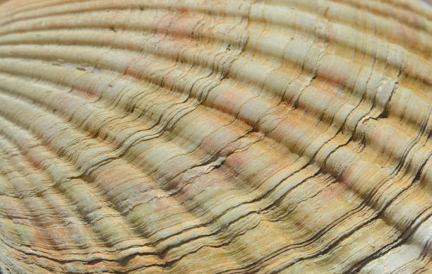 istock Surface of shell of scallop 1 1188404837