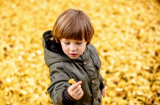 istock Kid playing in a public park, looking at a ginkgo leaf 1188405987
