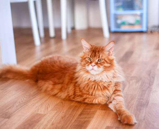 istock Ginger Maine Coon cat lying on parquet floor indoors. 1188406037