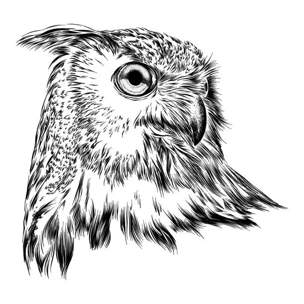 Vector illustration of Eurasian Eagle Owl Face Ink Drawing Vector Illustration