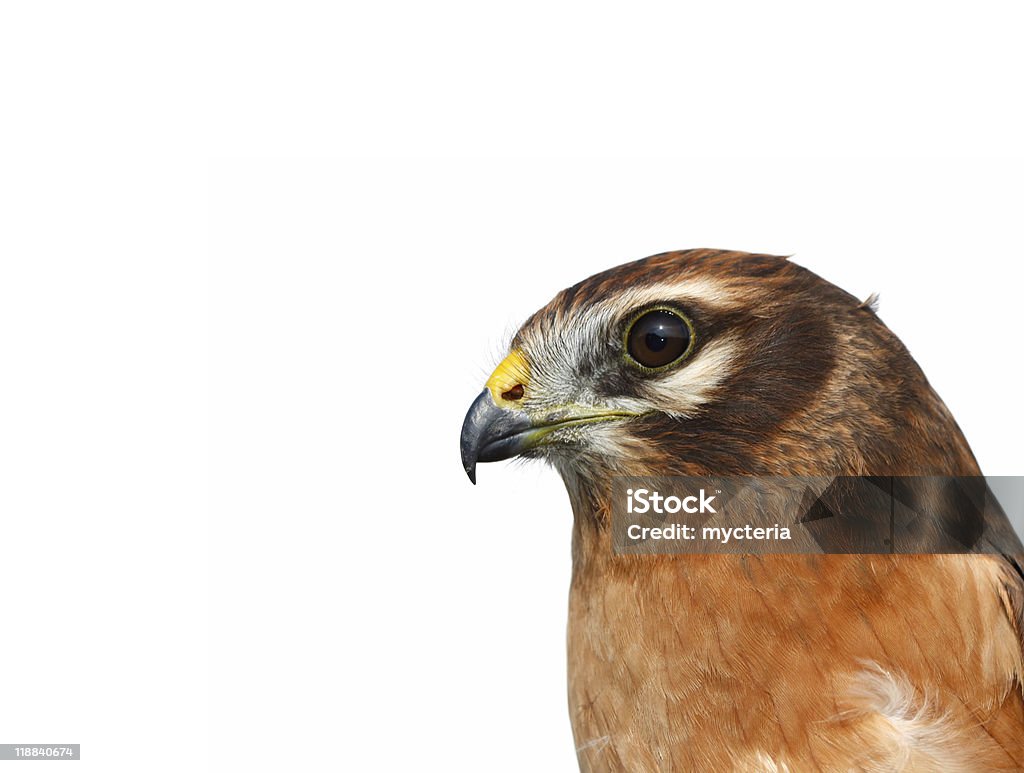 El Montagu'harrier (Circus pygargus) sobre un fondo blanco. - Foto de stock de Animal libre de derechos