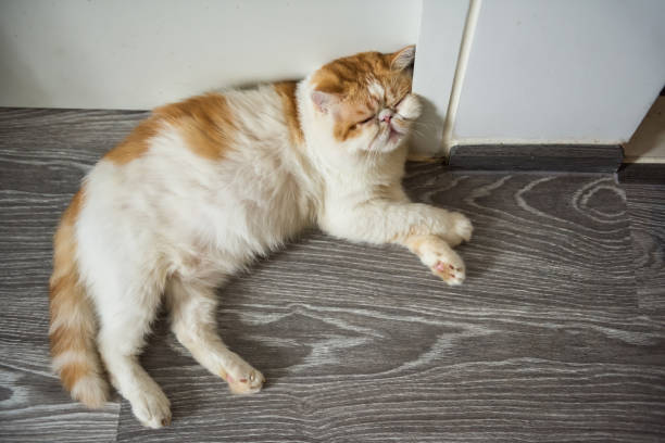 istock tired yellow Exotic shorthair cat sleep 1188407731