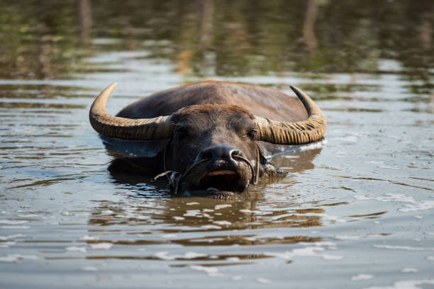 istock water buffalo chewing grass food on water 1188407736