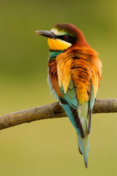 Portrait of a colorful bird Portrait of a colorful bird on a branch bee eater stock pictures, royalty-free photos & images