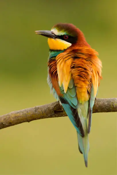 Portrait of a colorful bird on a branch