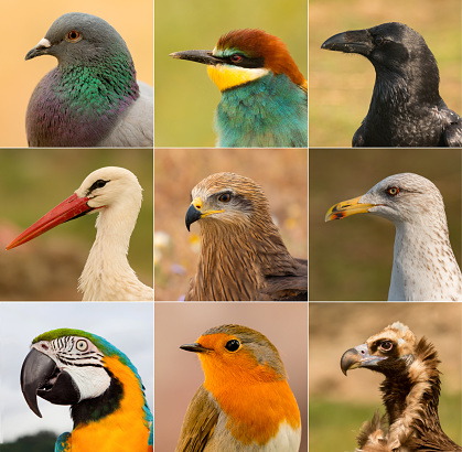 Portraits of different birds in freedom