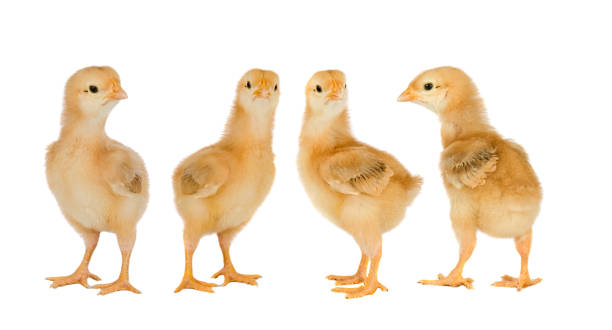 istock Meeting of yellow chickens 1188408291