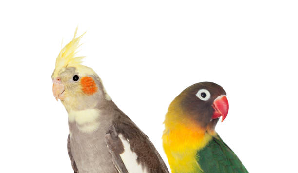 istock Couple of tropical birds 1188408301