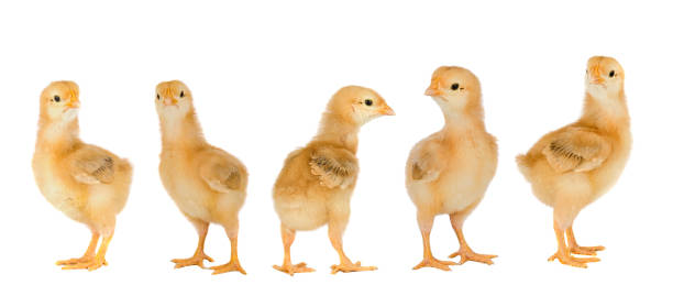 istock Meeting of yellow chickens 1188408304