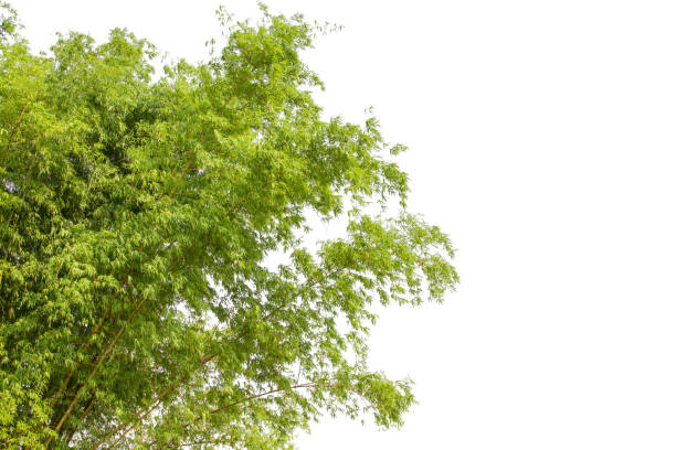 istock Bamboo leaves, Isolated on a white background. Images used for graphic work. 1188408489
