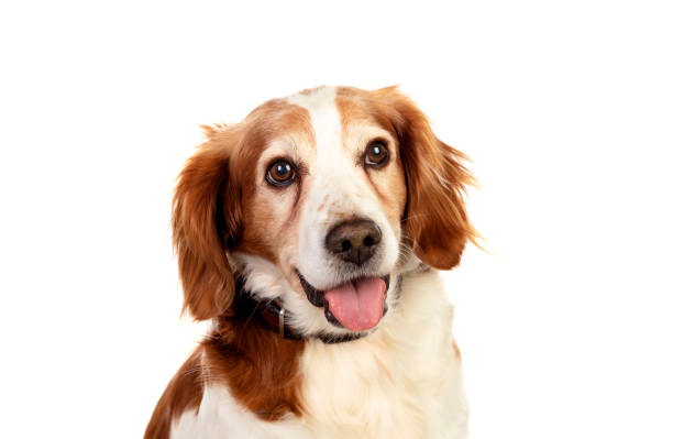 istock Beautiful portraits of a dog 1188408505