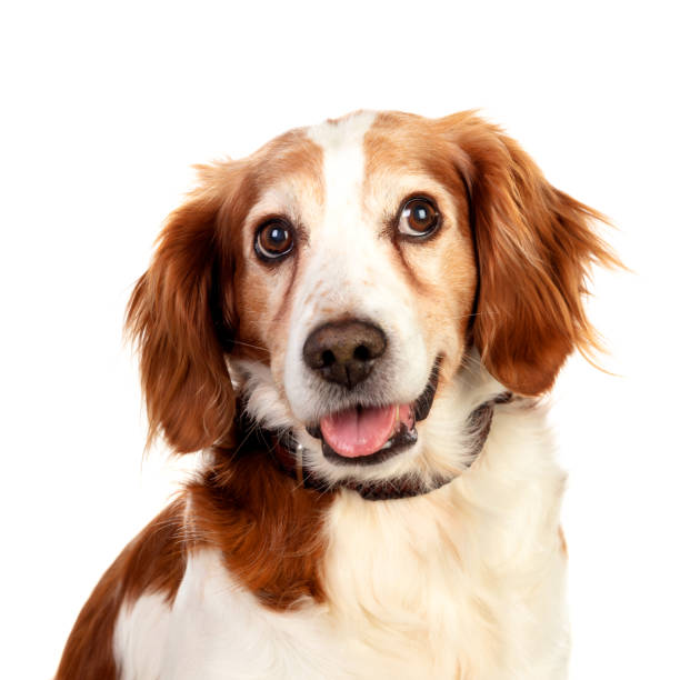 istock Beautiful portraits of a dog 1188408518