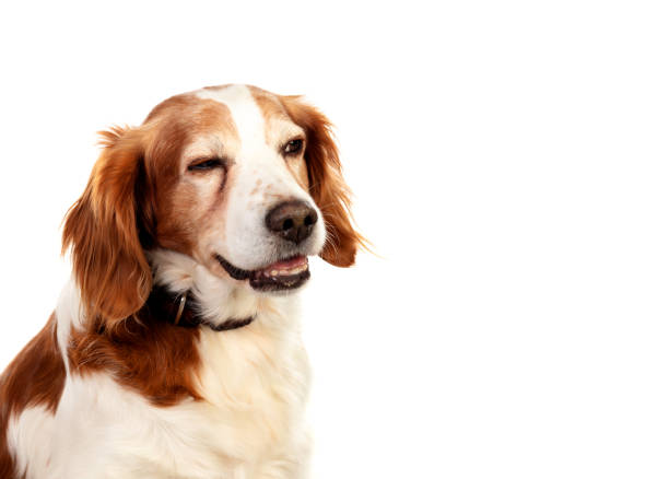 istock Beautiful portraits of a dog 1188408520