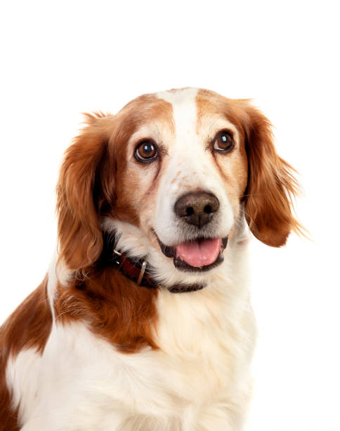 istock Beautiful portraits of a dog 1188408521