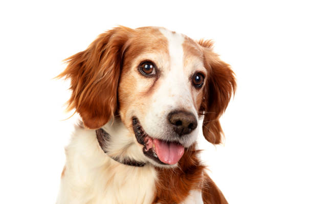 istock Beautiful portraits of a dog 1188408523