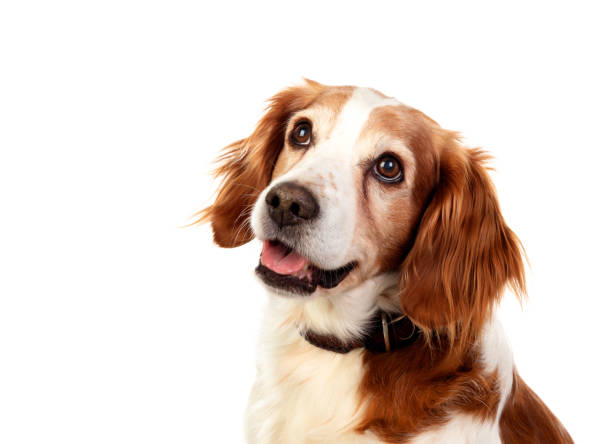 istock Beautiful portraits of a dog 1188408537