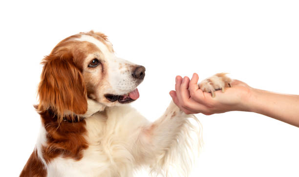 istock Friendship between a dog and its owner 1188412229