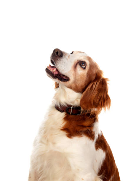 istock Beautiful portraits of a dog 1188412232