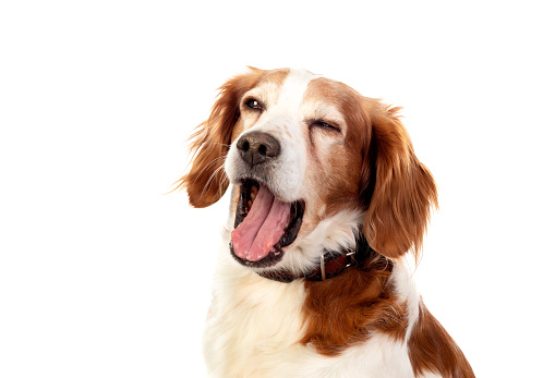 Beautiful portraits of a dog yawning