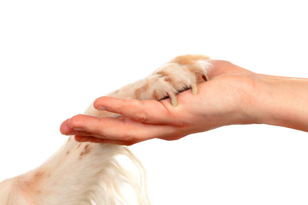 istock Friendship between a dog and its owner 1188412250
